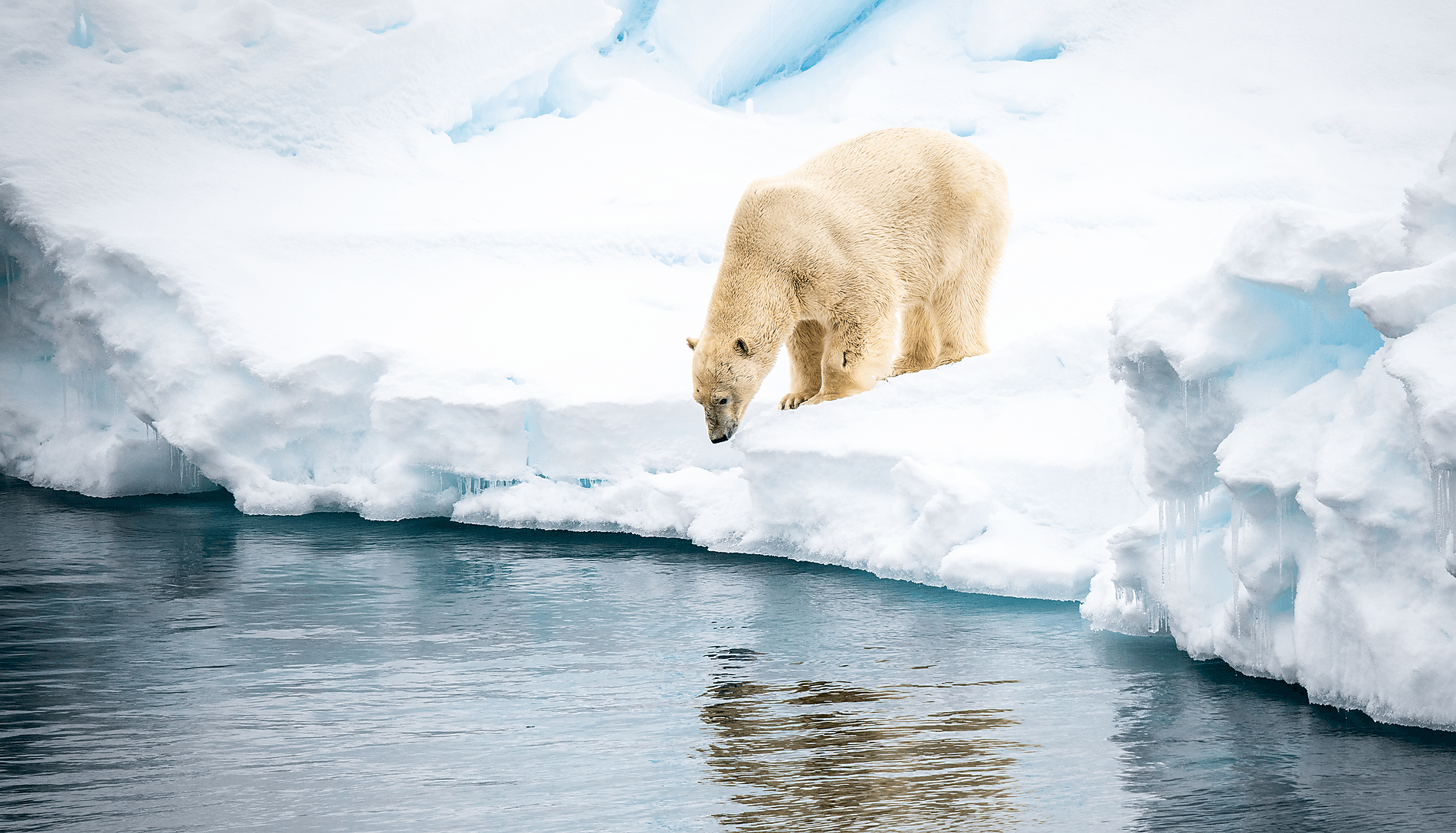 In the ice of the Arctic, from Svalbard to Greenland 