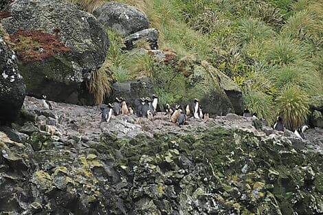Jan 23, 27 - Antipodes Islands