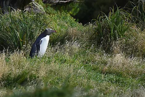 Jan 16, 27 - Enderby Island, Auckland Islands