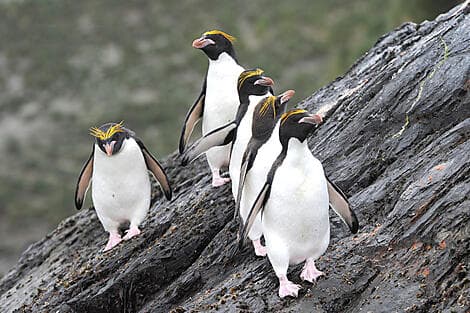 Jan 18, 27 > Jan 19, 27 - Macquarie Island