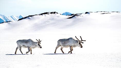 Jun 11, 26 - Soraust-Svalbard Nature Reserve