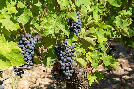 Oct 1, 26 - Pauillac