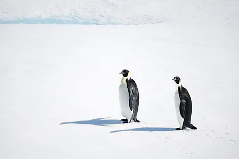 Nov 4, 25 > Nov 9, 25 - The Weddell Sea exploration