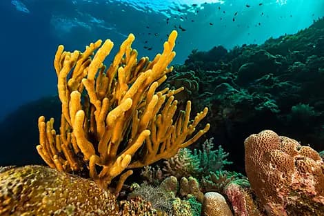 Dec 9, 26 - Barat Daya Islands