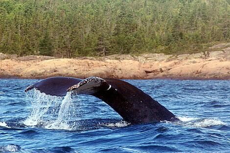 Sep 17, 26 - Rigolet