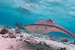 Blue lagoon escapade*