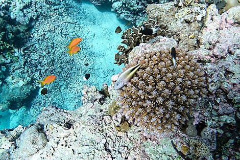 Feb 6, 26 - Astove Island