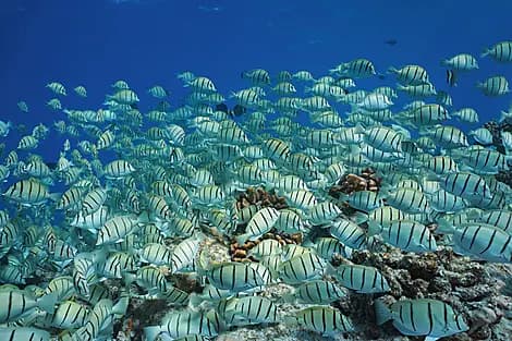 Oct 6, 26 - Makatea, Tuamotu Islands