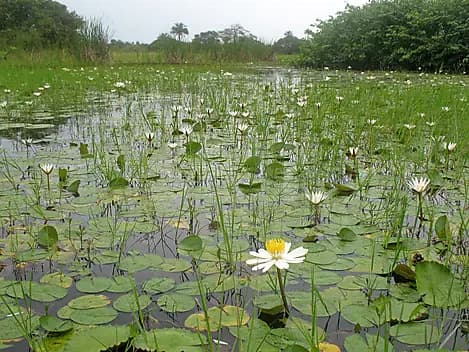 Nov 19, 25 - Orango Island, Bijagos