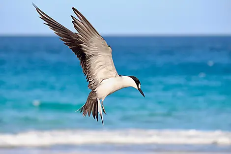 Jan 22, 27 - Dog Island, Anguilla
