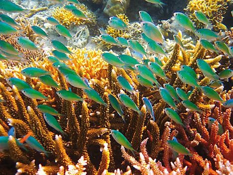 Mar 5, 27 - Lamotrek Atoll