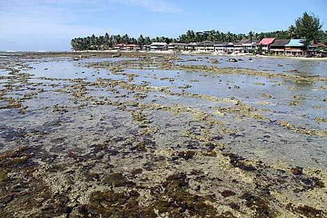 Jan 16, 26 - Pulau Nias, Greater Sunda Islands