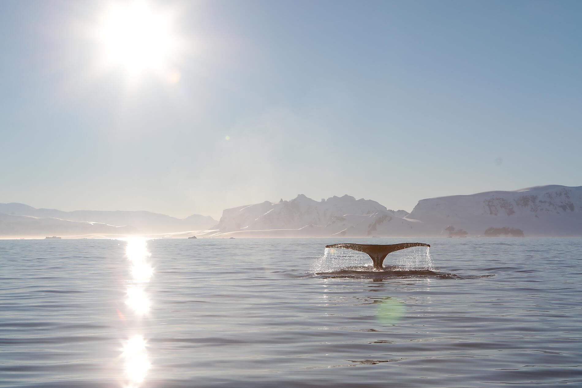 In the ice of the Arctic, from Greenland to Svalbard ©StudioPONANT-Margot.Sib