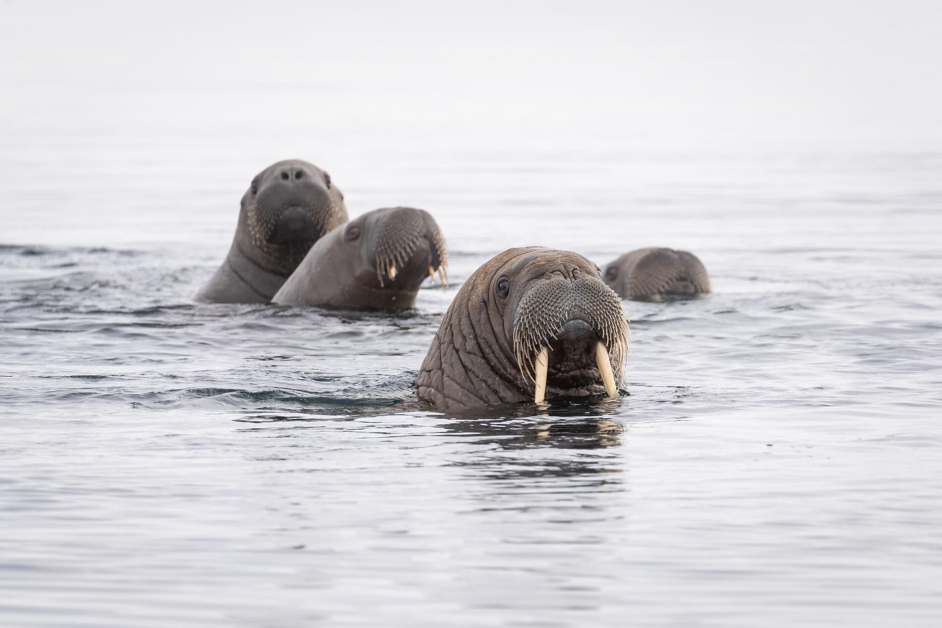 In the ice of the Arctic, from Greenland to Svalbard ©morgane_Monneret/StudioPONANT