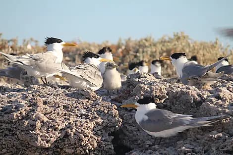 Aug 6, 26 - Abrolhos Islands Marine Park