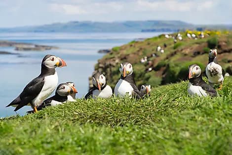 May 16, 26 - Lunga, Treshnish Isles