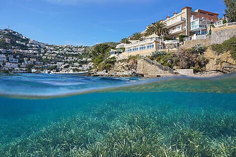 Aug 11, 27 - Rosas