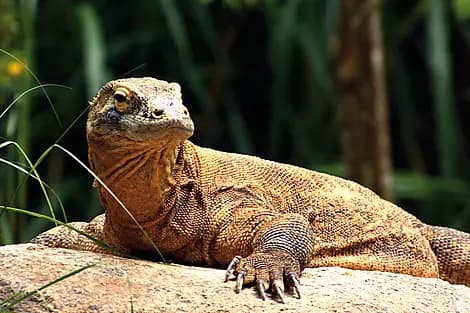 Dec 6, 26 - Komodo National Park