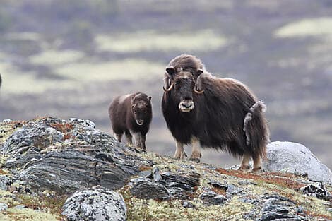Sep 8, 26 - Somerset Island, Nunavut