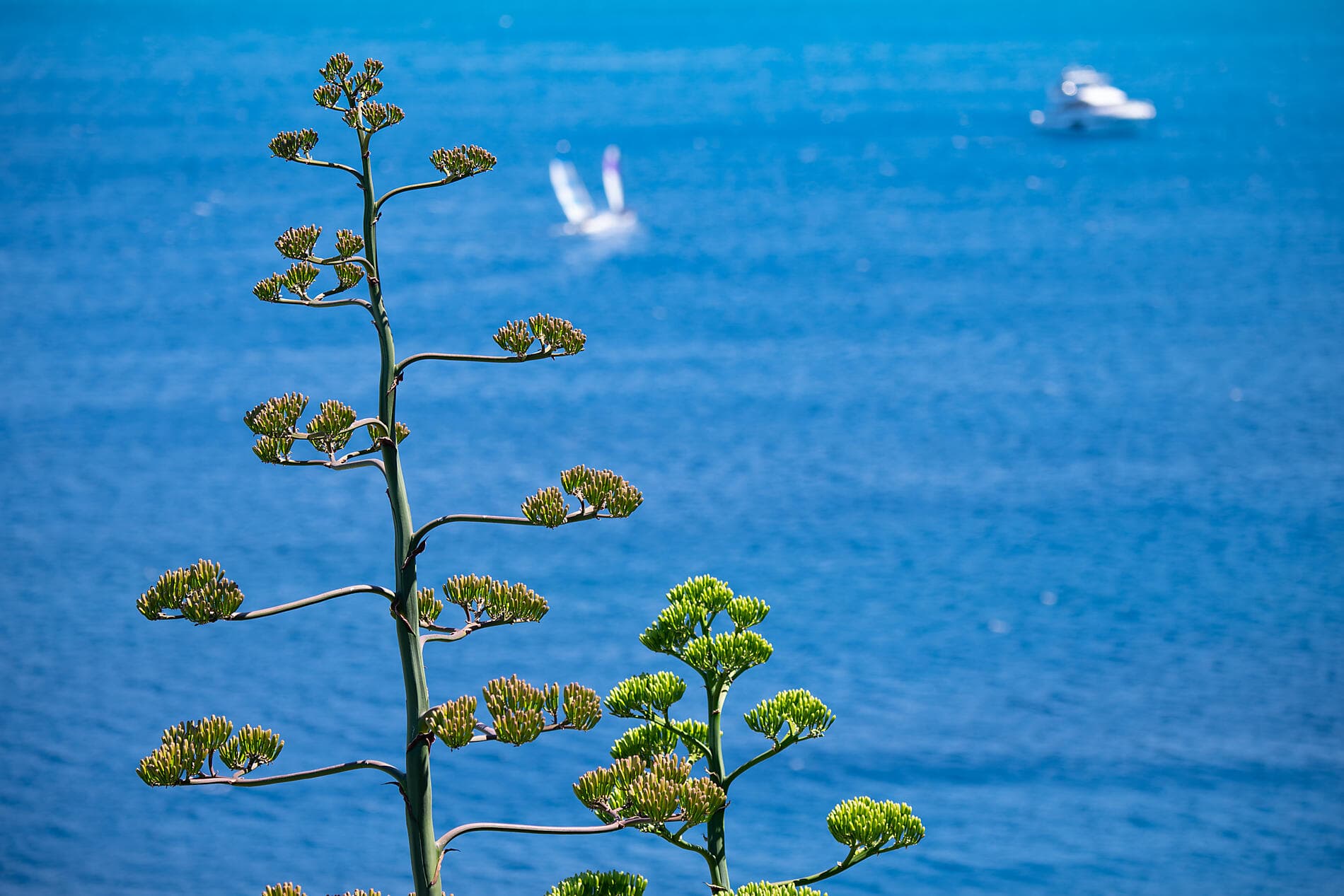 Corsican shores, under Sail Aboard Le Ponant ©StudioPONANT-Olivier Blaud