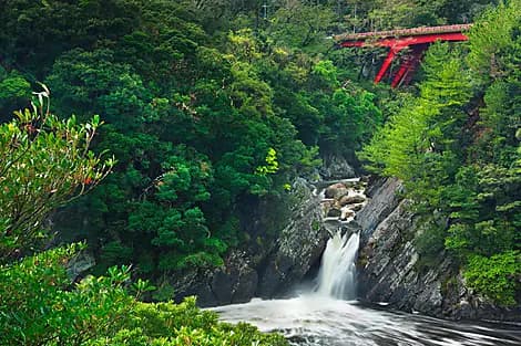 Mar 22, 26 - Yakushima