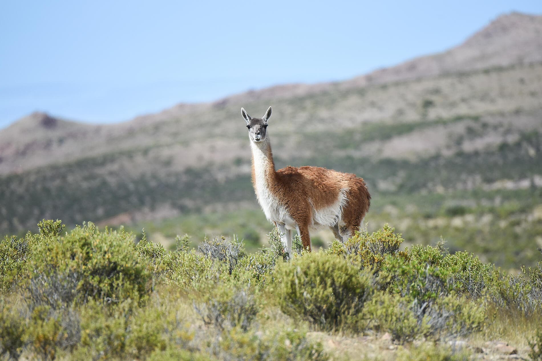 Journey to Austral Lands and Valdes Peninsula 