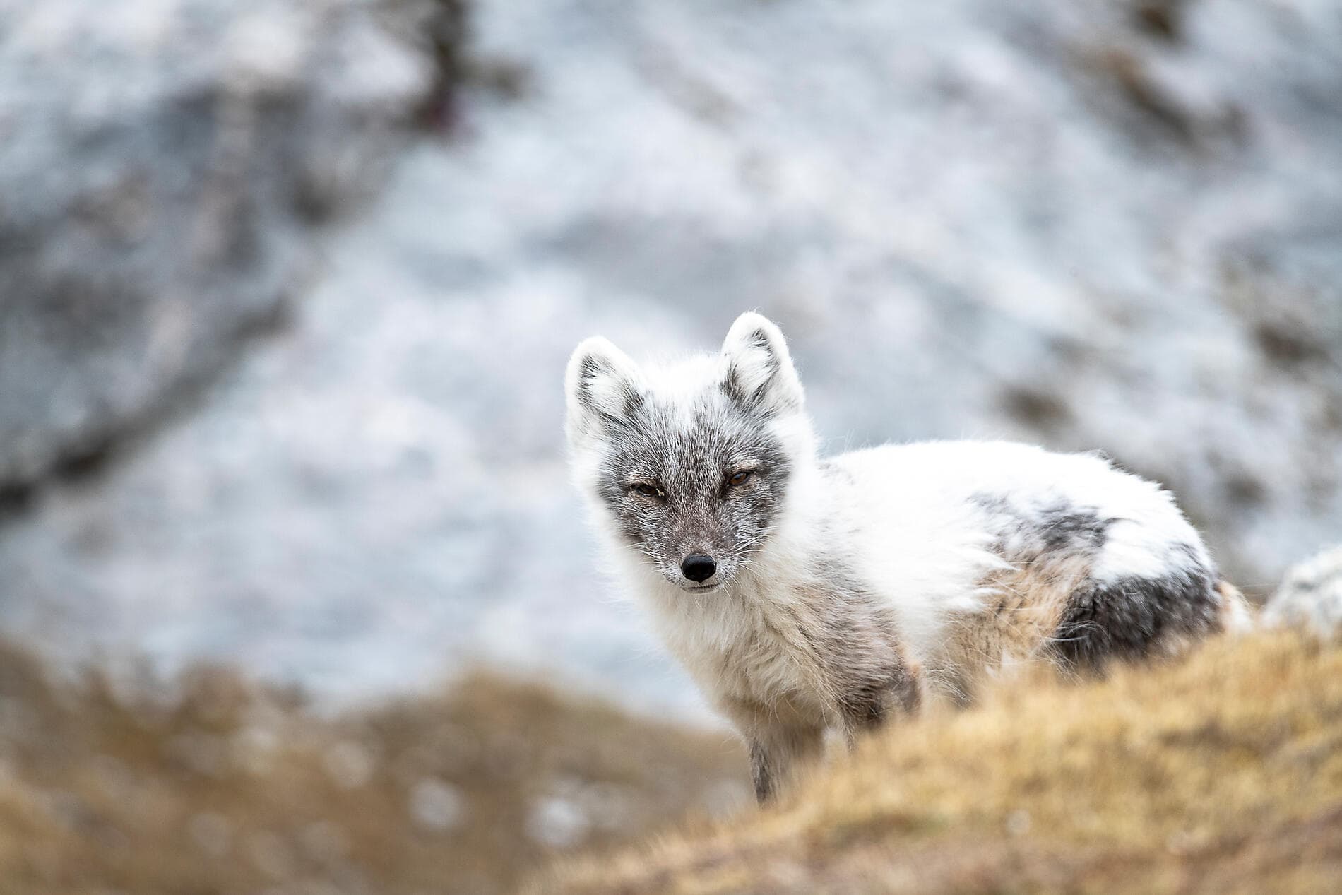Polar Nights: From the North Cape to Spitsbergen 