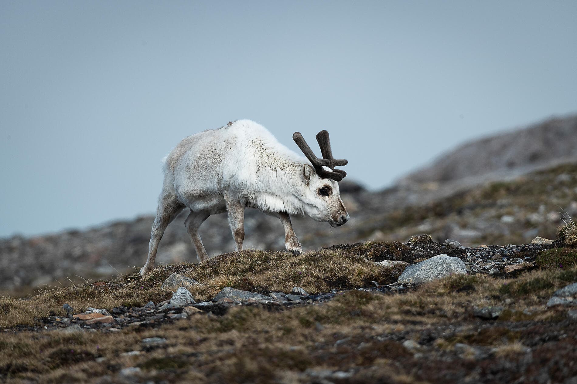 Polar Nights: From the North Cape to Spitsbergen 
