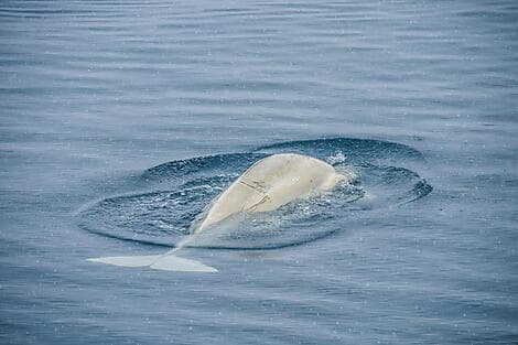 Sep 11, 26 - Prescott Island, Nunavut