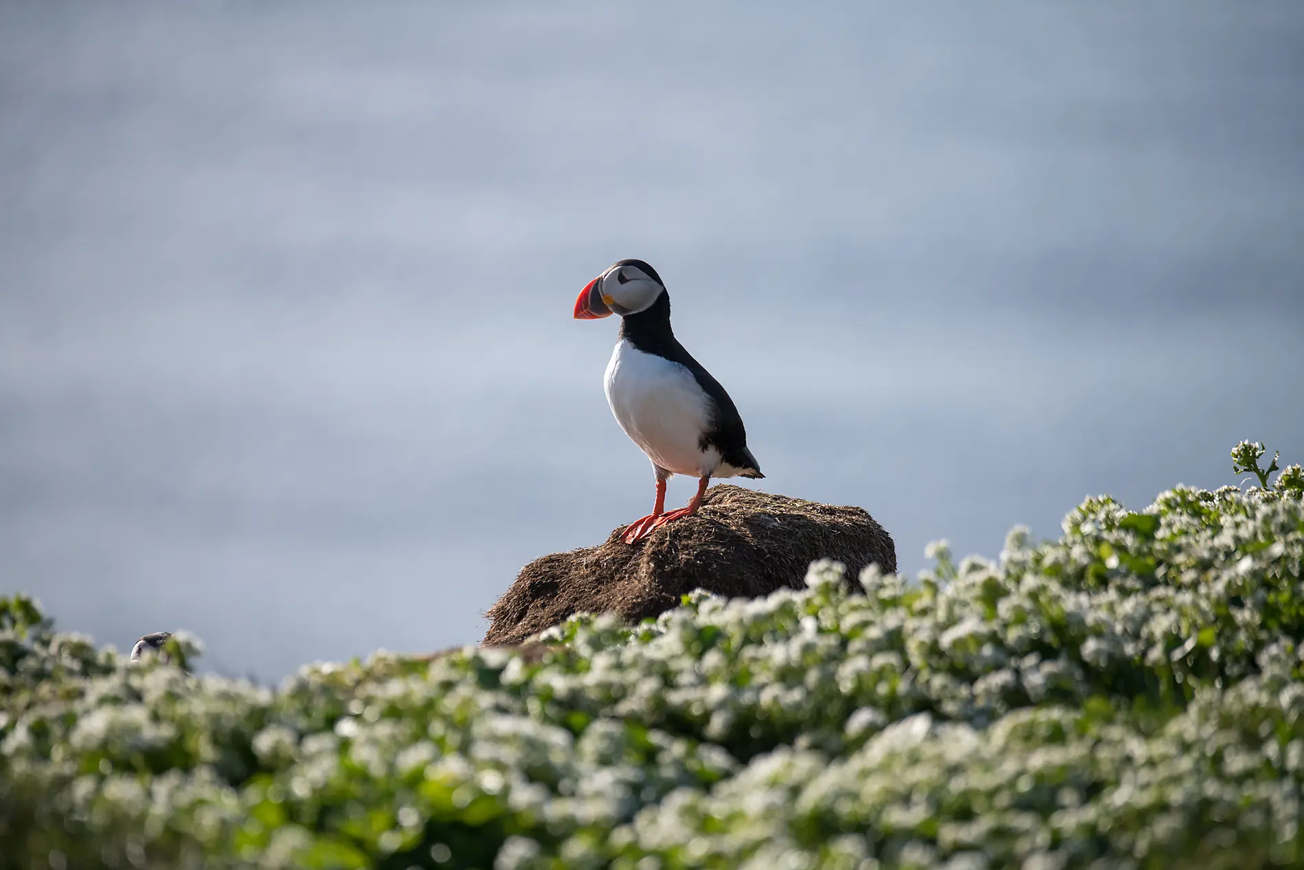 Wild lands of Scotland, the Faroe Islands and Iceland 