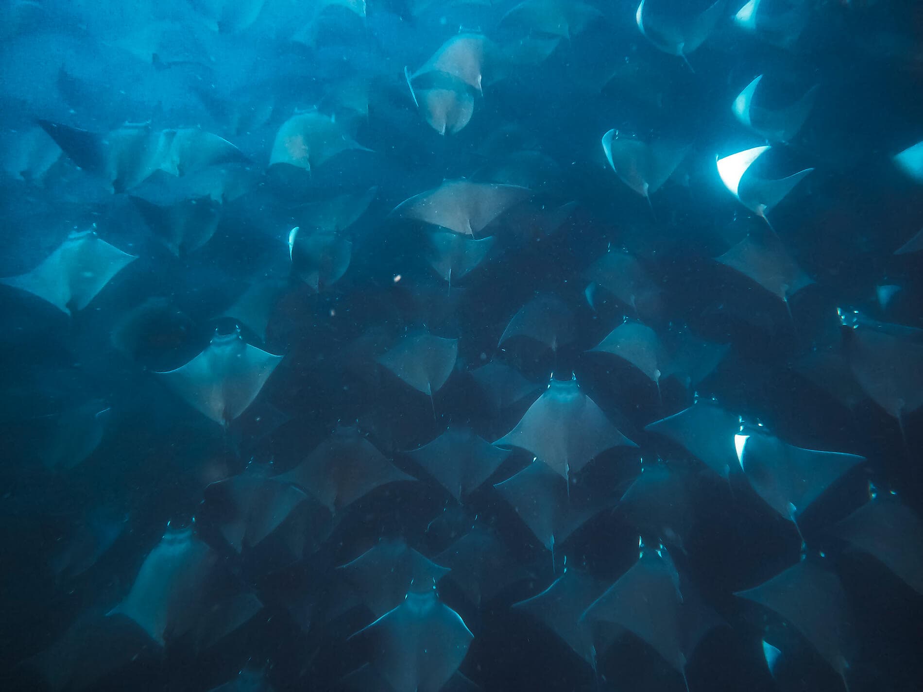 Baja and the Sea of Cortez: In Search of the Great Whales – with Smithsonian Journeys 