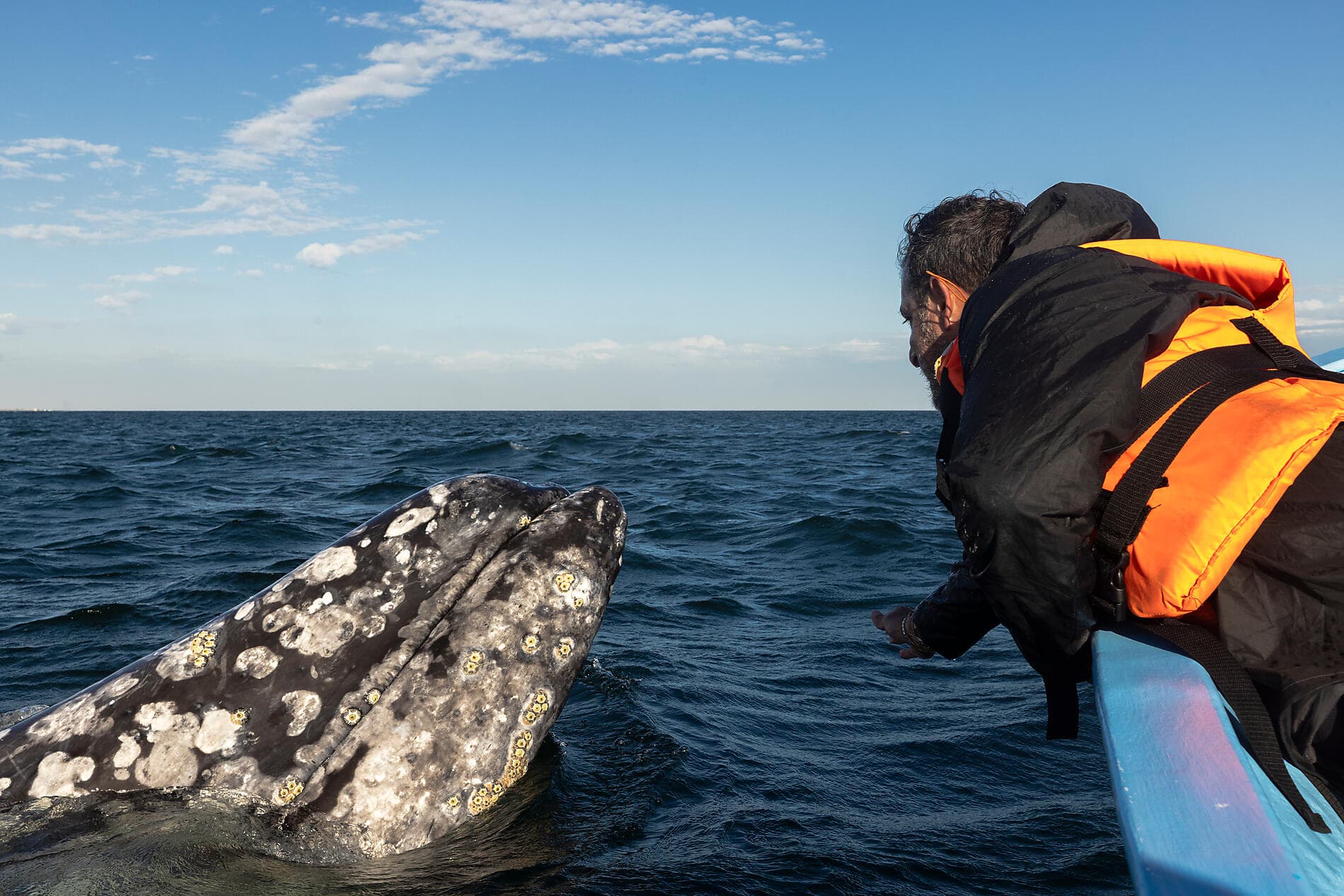 Baja and the Sea of Cortez: In Search of the Great Whales – with Smithsonian Journeys 