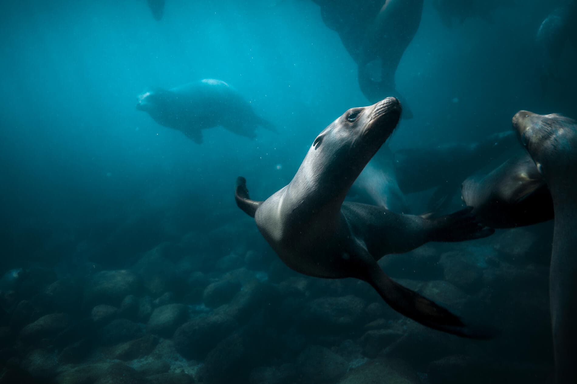 Baja and the Sea of Cortez: In Search of the Great Whales – with Smithsonian Journeys 