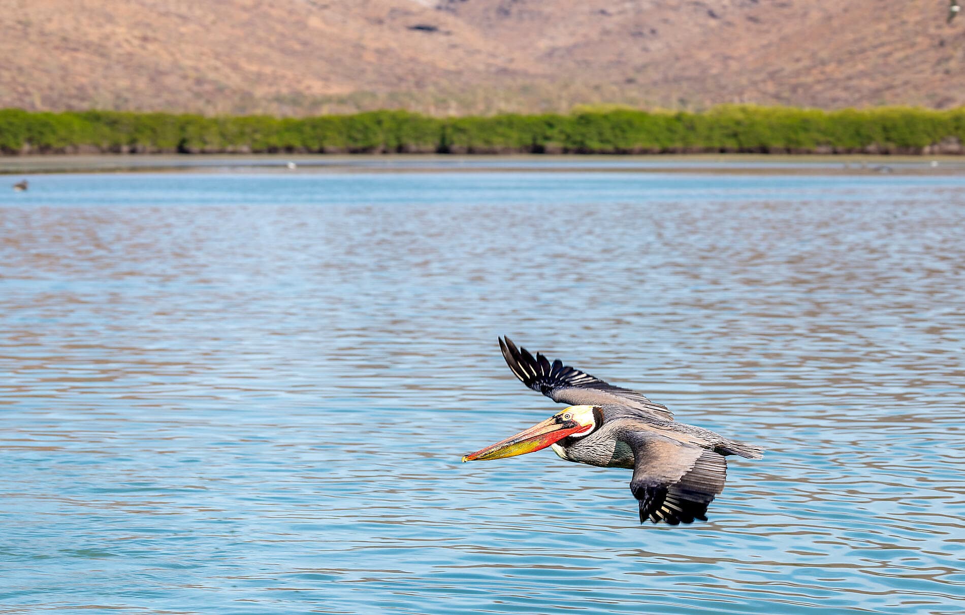 Baja and the Sea of Cortez: In Search of the Great Whales – with Smithsonian Journeys 
