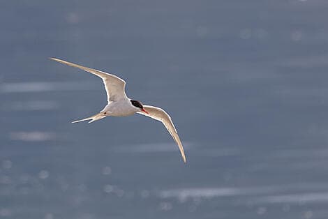Sep 13, 26 - Arctic Bay, Nunavut