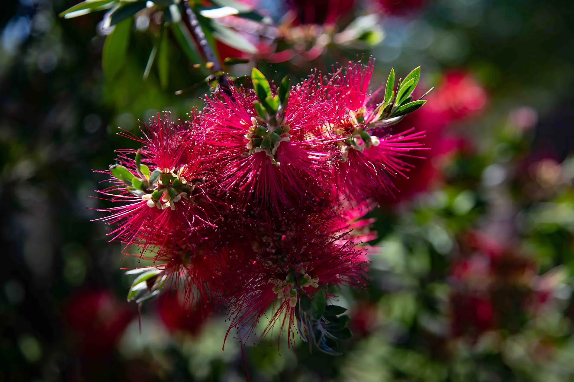 Spring Awakening on the Mediterranean
