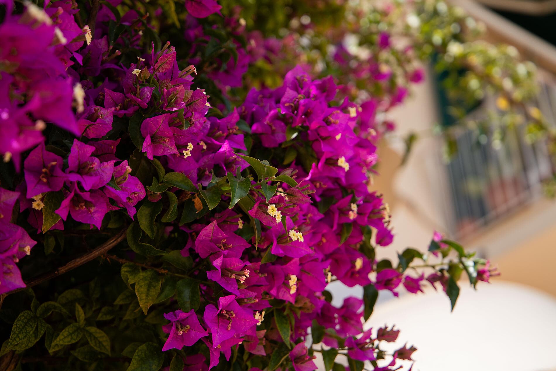 Spring Awakening on the Mediterranean