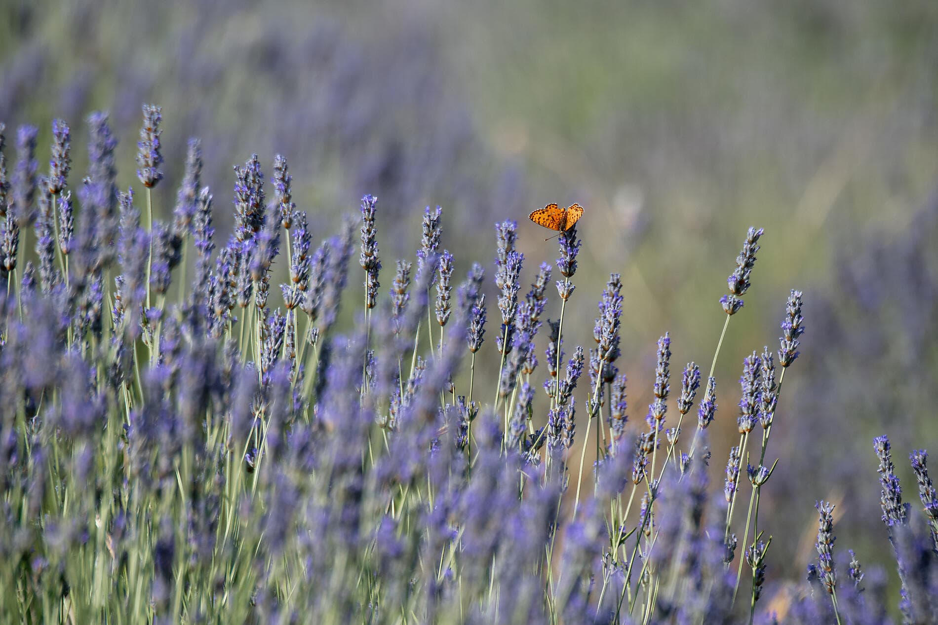 From the Adriatic coast to Malta