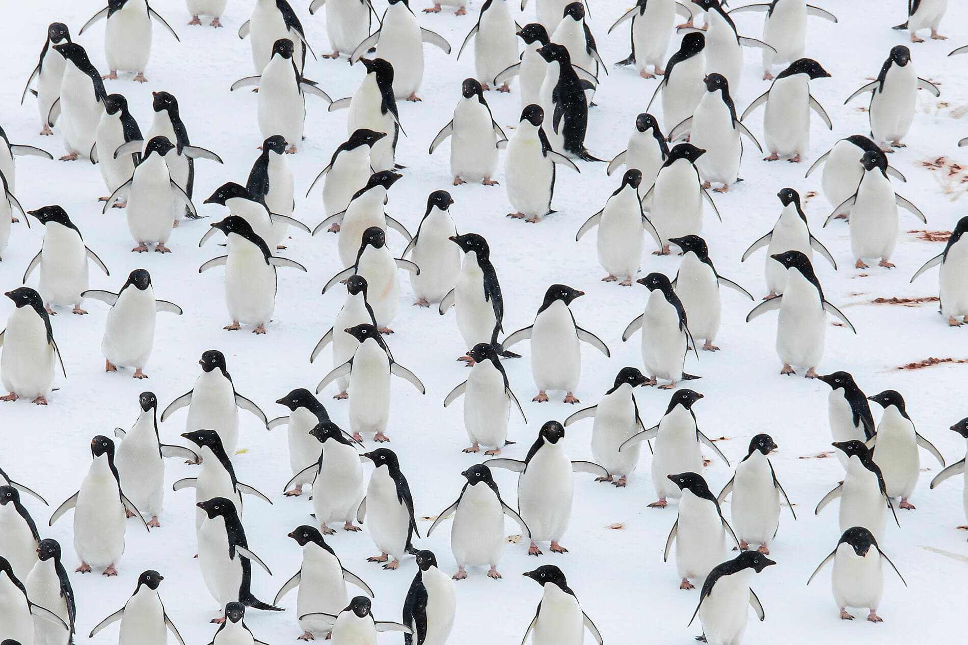 Beyond the Antarctic Circle – In the Wake of Jean-Baptiste Charcot