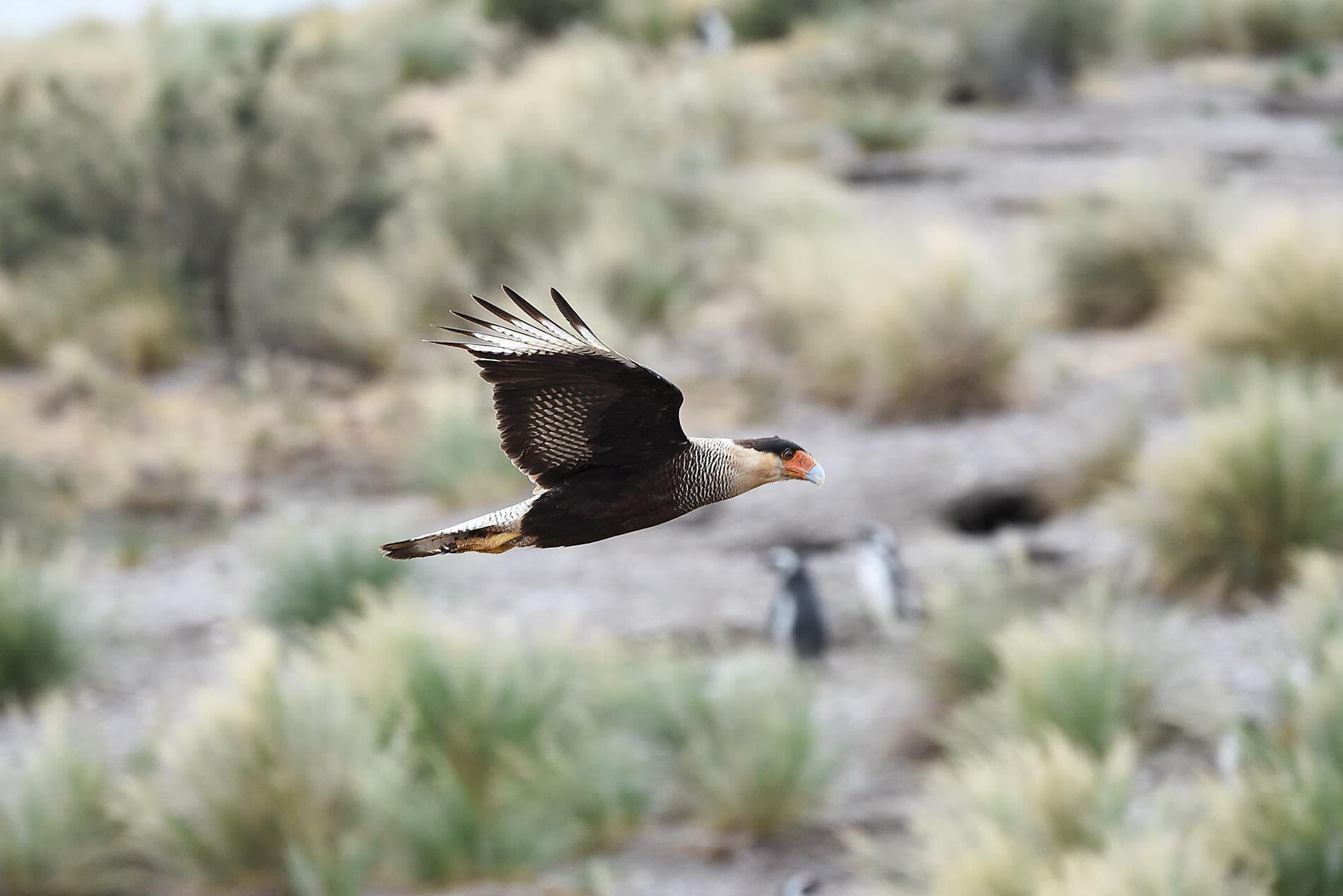 Falklands, South Georgia & Valdes Peninsula: in the Heart of the Wilderness 