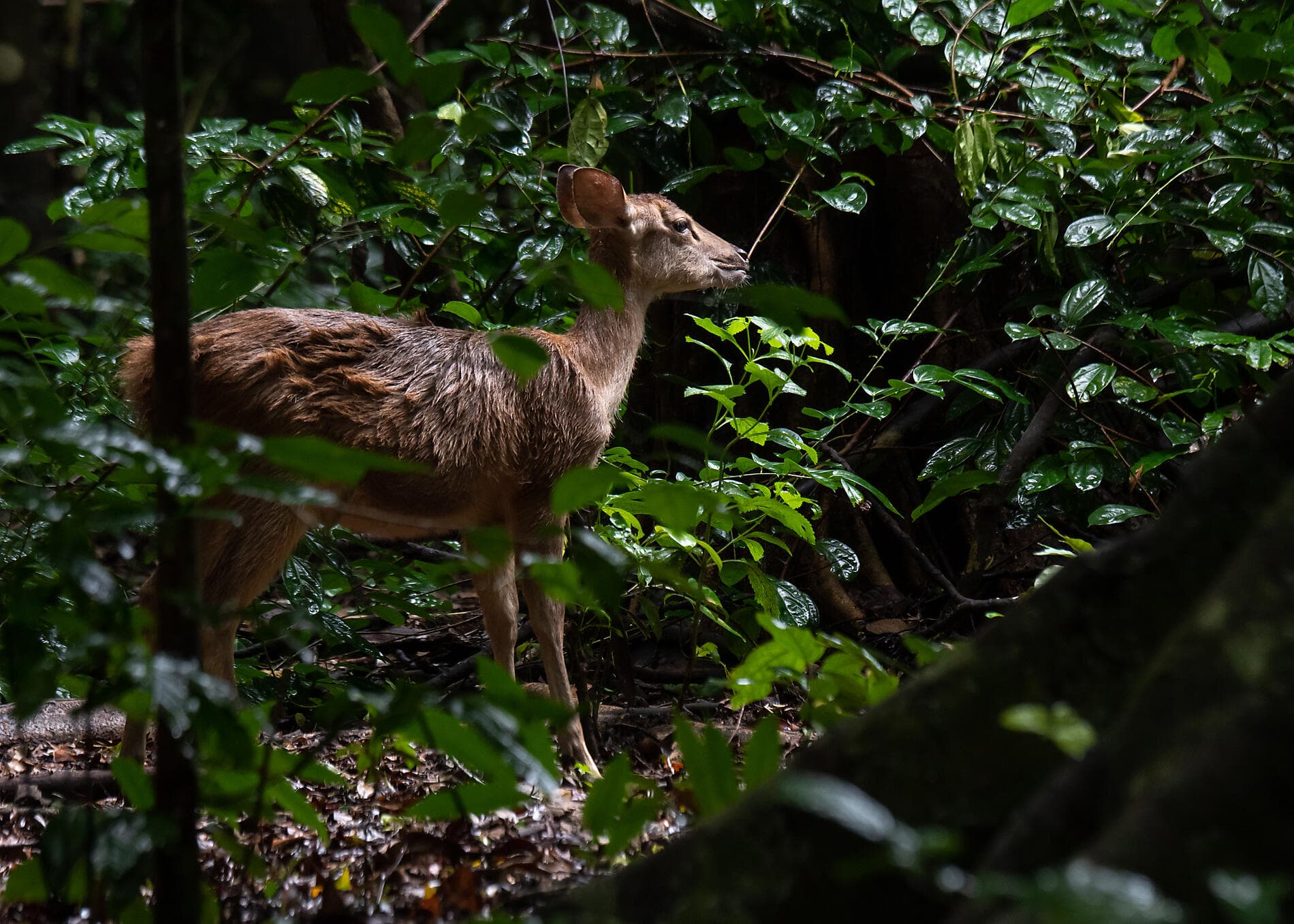 Islands, cities and volcanoes of Indonesia  