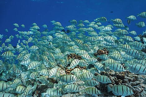 Nov 28, 26 - Rangiroa, Tuamotu Islands