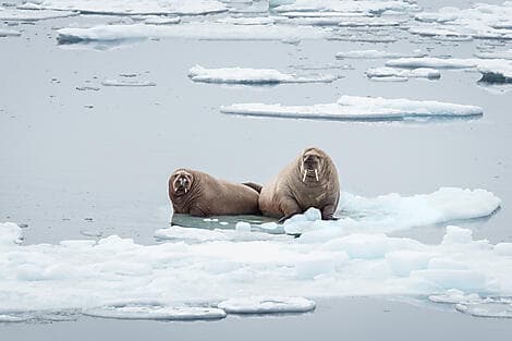 Apr 24, 27 - Exploring the Northern polynya