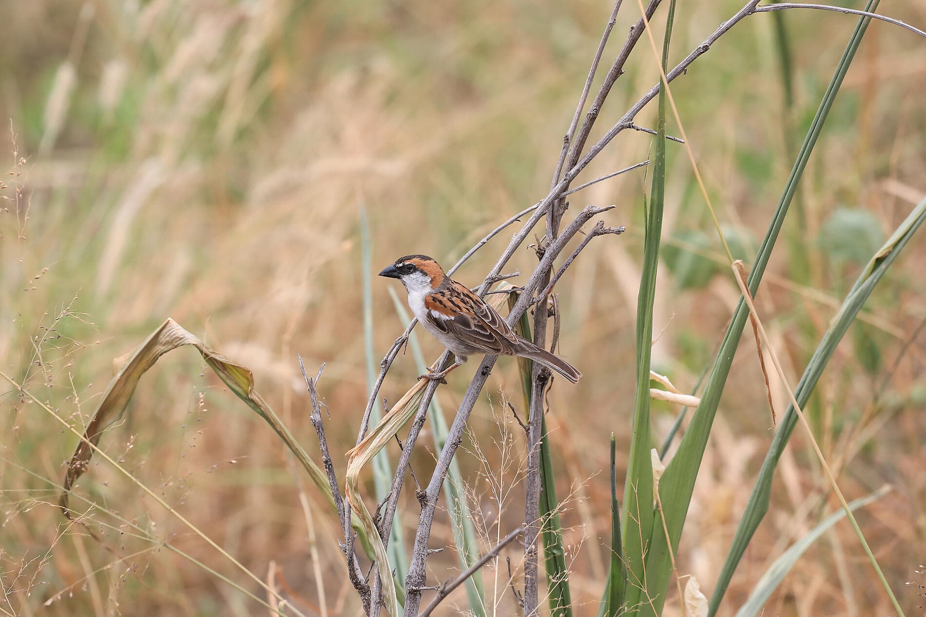 The many faces of Cape Verde