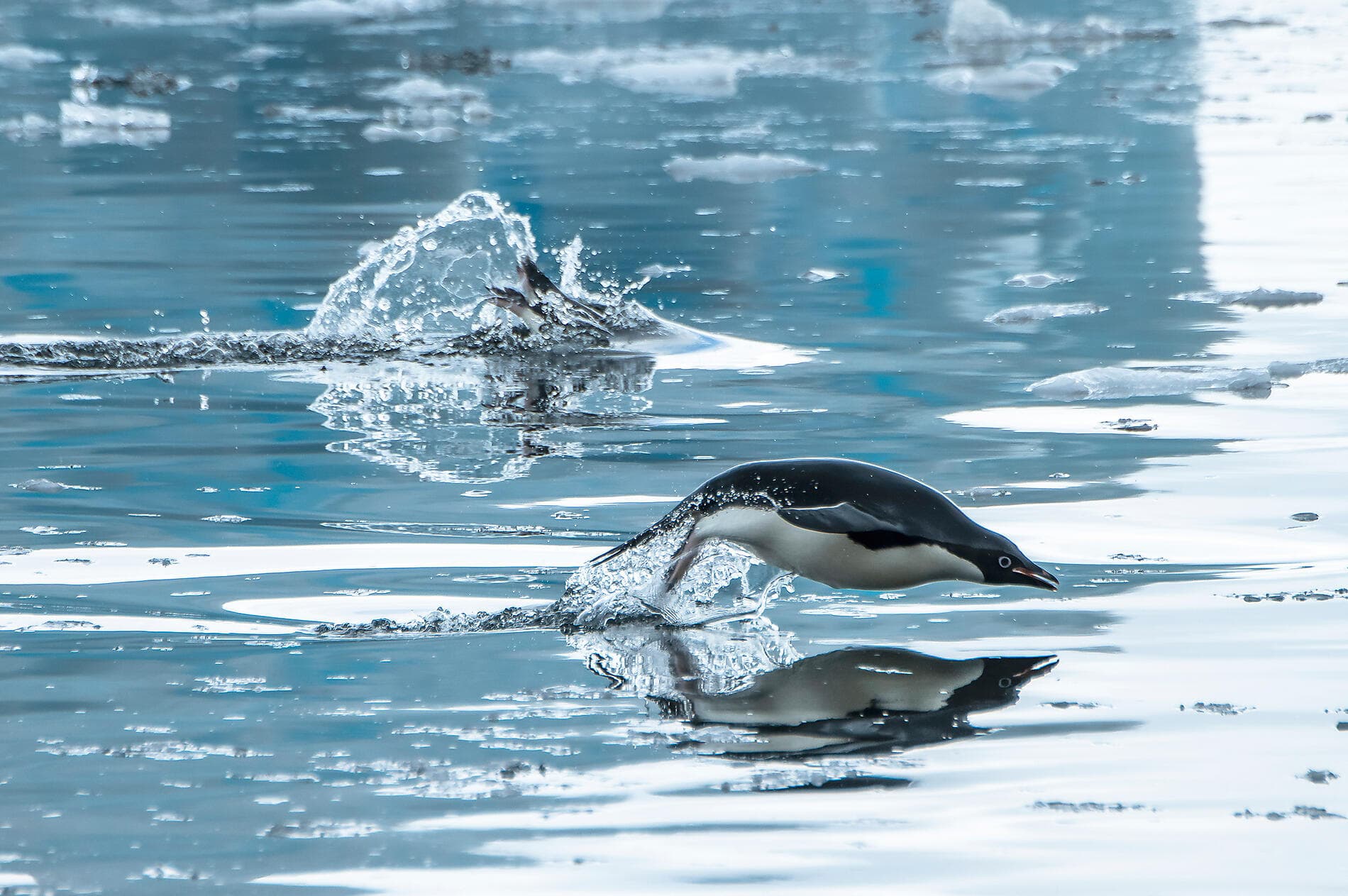Antarctica: Ocean (Re)Imagined - with Woods Hole Oceanographic Institution 