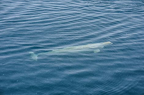 Sep 10, 26 > Sep 11, 26 - Prince of Wales Island, Nunavut