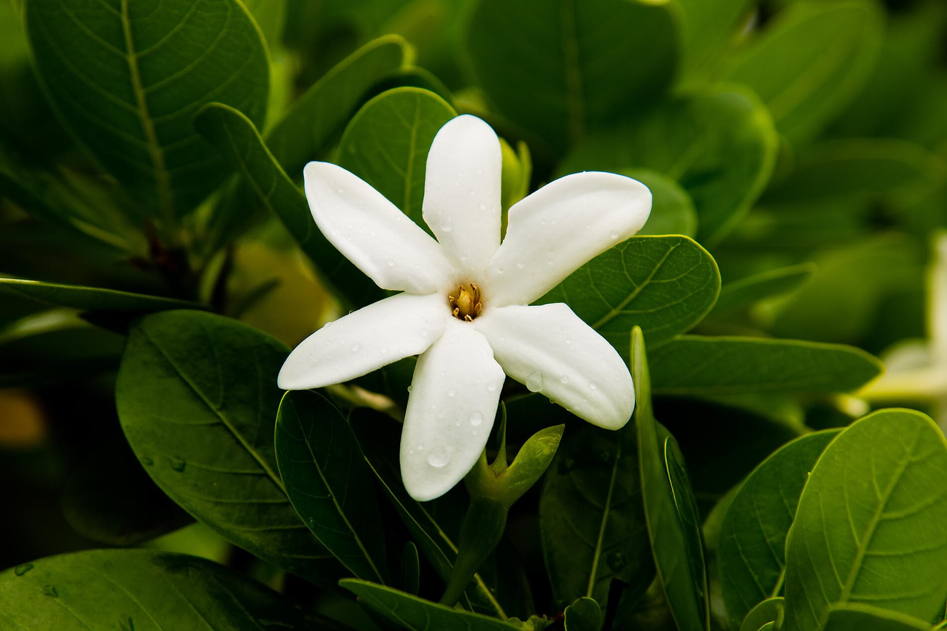 Polynesian Bliss: Marquesas and Tuamotu 