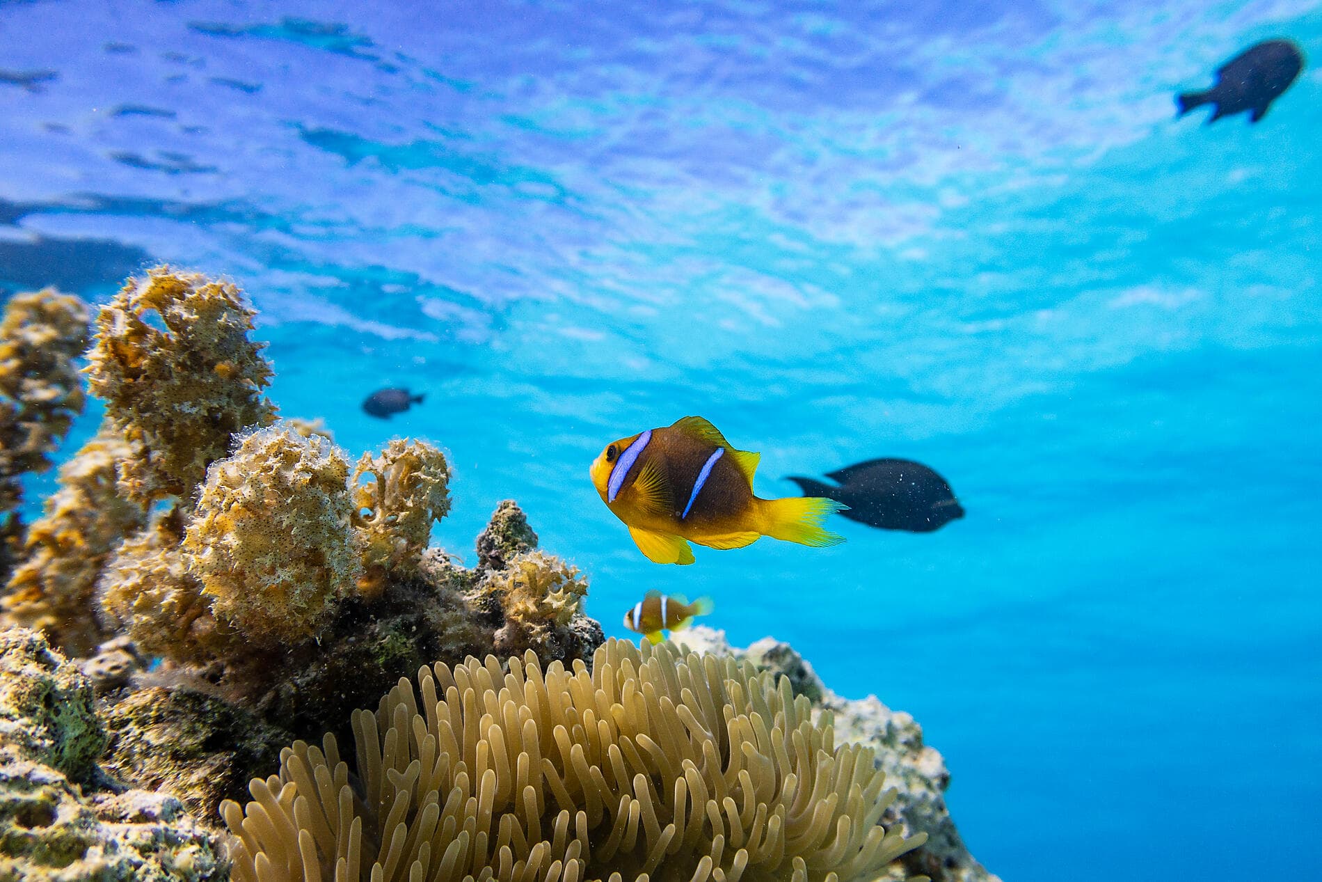 Polynesian Bliss: Marquesas and Tuamotu 