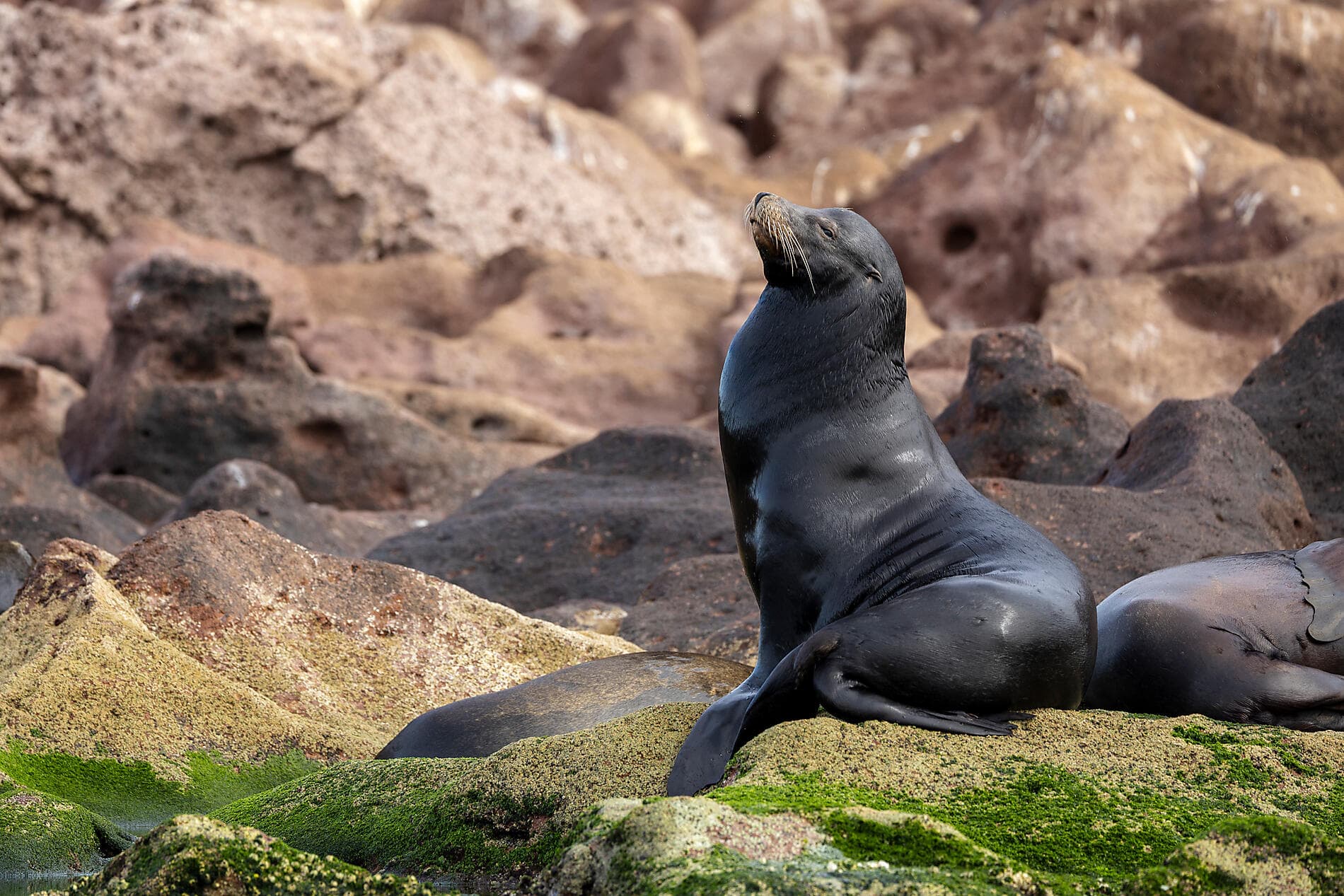 Baja and the Sea of Cortez: In Search of the Great Whales – with Smithsonian Journeys 