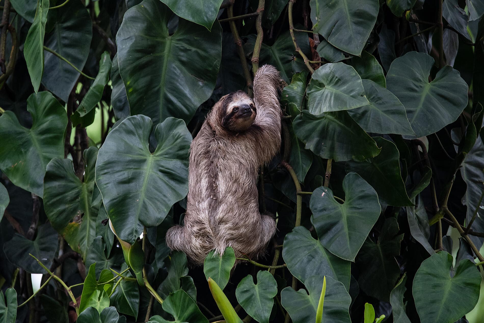 Pacific Coast of Costa Rica